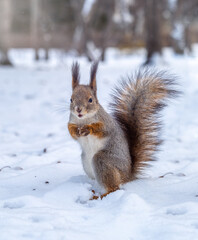 The squirrel funny standing on its hind legs on the white snow