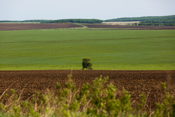 Russian agricultural field. Beautiful green fields on a hill sown with Russian cultures.