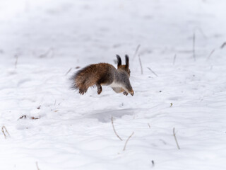 Squirrel quickly runs through the white snow.