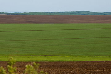 Fototapeta na wymiar Russian agricultural field. Beautiful green fields on a hill sown with Russian cultures.