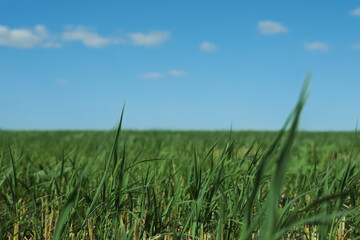 Obraz premium Picturesque view of green grass growing in field and blue sky