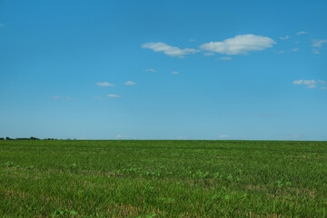 Picturesque view of green grass growing in field and blue sky