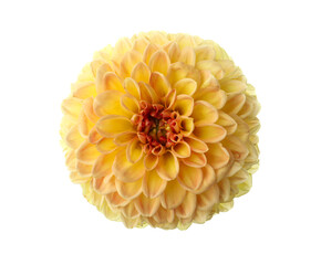 Beautiful yellow dahlia flower isolated on white