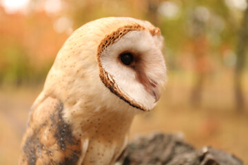 Beautiful common barn owl outdoors. Bird of prey