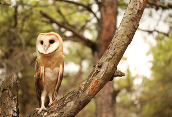 Beautiful common barn owl on tree outdoors