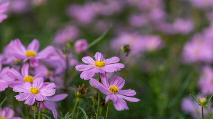 Obraz premium Closeup shot with selective focus of pink Cosmos flowers in a garden and bokeh background on a sunny day. Field of pink flowers with yellow stigma