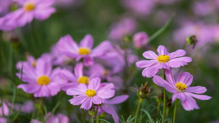 Closeup shot with selective focus of pink Cosmos flowers in a garden and bokeh background on a sunny day. Field of pink flowers with yellow stigma