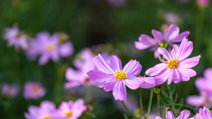 Fototapeta premium Closeup shot with selective focus of pink Cosmos flowers in a garden and bokeh background on a sunny day. Field of pink flowers with yellow stigma