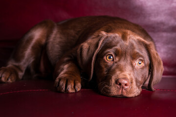 A chocolate Labrador retriever is resting after a playful day.