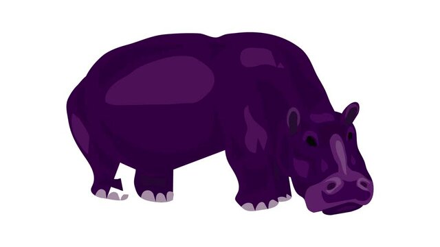 Hippopotamus icon animation best on white background for any design