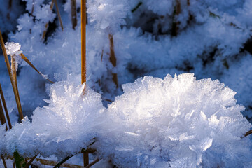 Snowflakes and ice crystals on plants in a winter field in Russia
