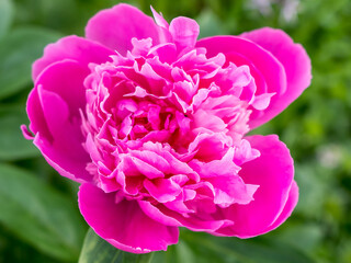 Fototapeta premium Beautiful bud of pink peony in the garden close-up.