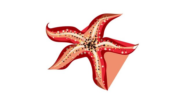 Sea star icon animation best on white background for any design