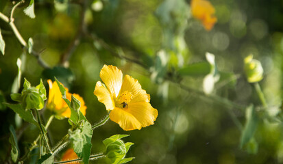 yellow flowers in the garden