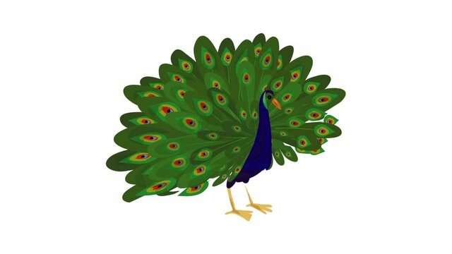 Peacock icon animation best on white background for any design