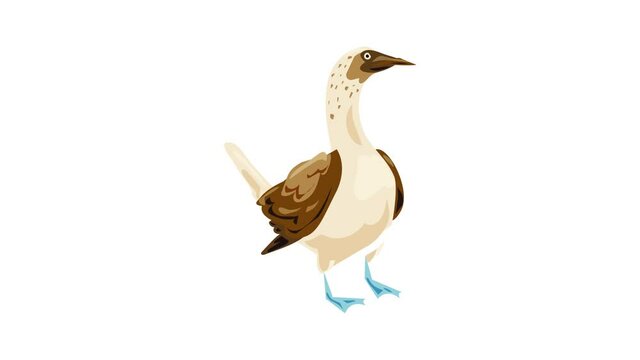 Blue footed booby icon animation best on white background for any design