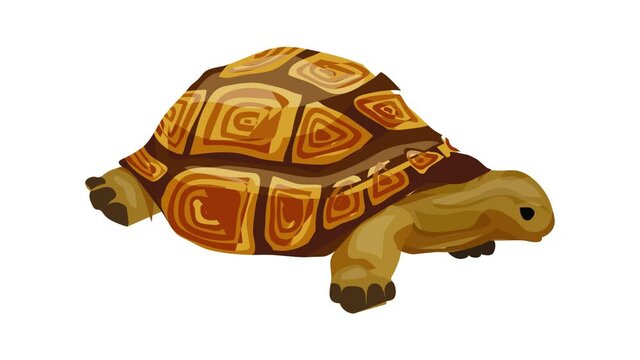 Turtle icon animation best on white background for any design