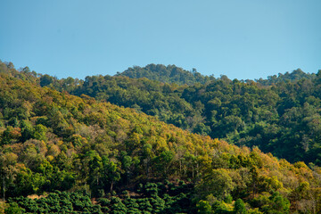 Mountains with colorful trees in Thailand