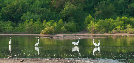 white heron birds were playing at tacitolu lake in Timor Leste