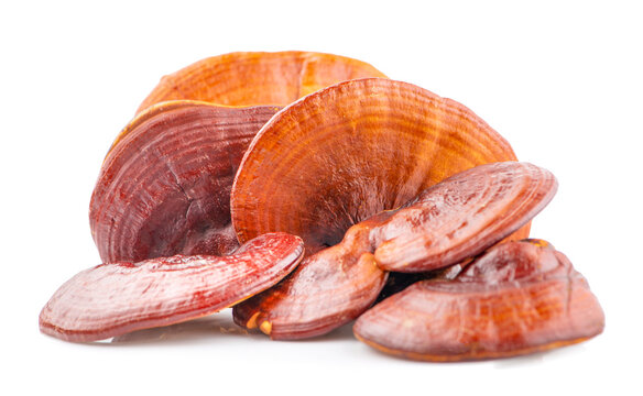 Dried Ganoderma Lucidum Mushroom isolated on white background.