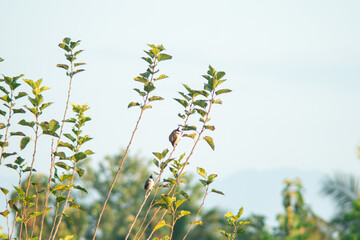 Beautiful birds perched on the treetops