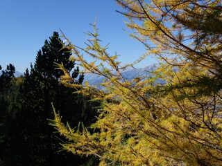 Zirbenweg am Patscherkofel oberhalb von Innsbruck Sistrans Lans Patsch gegenüber dem Karwendel Gebirge