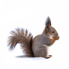 The squirrel with nut funny sits on its hind legs on the pure white snow in winter, isolated on white background