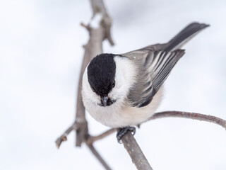 Cute bird the willow tit, song bird sitting on a branch without leaves in the winter.