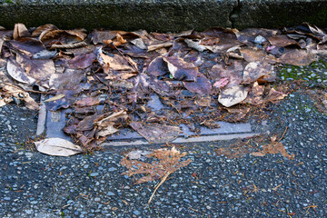 Storm drain covered in dead leaves, not ready for winter storms, residential street
