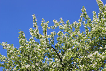 apple tree flowers in spring with blue sky