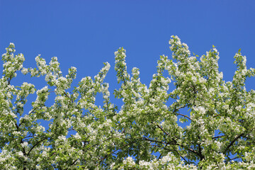 apple tree flowers in spring with blue sky