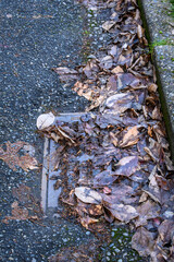 Storm drain covered in dead leaves, not ready for winter storms, residential street

