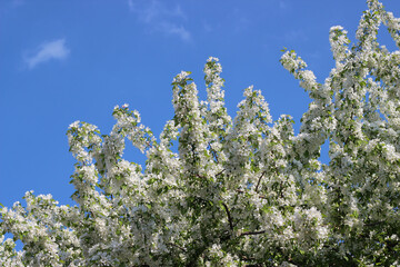 apple tree flowers in spring with blue sky
