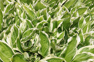 hosta plant background on a sunny day