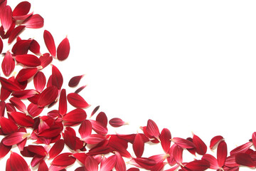Background of red petals on white