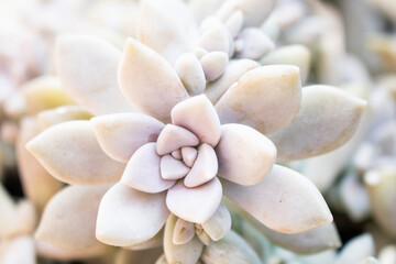 
Crassulaceae plant known as graptopetalum is a succulent with a beautiful pink color