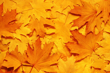 Naklejka na ściany i meble Autumn yellow leaves background