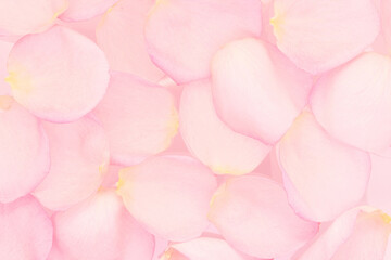 background of pink petals top view