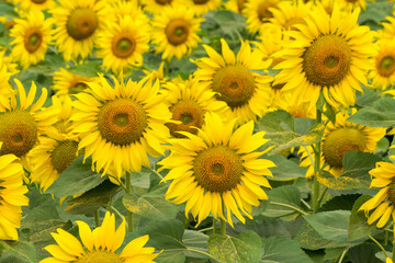 Sunflower field nature scene background