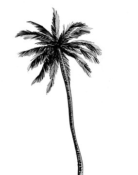 Palm tree in black and white drawing