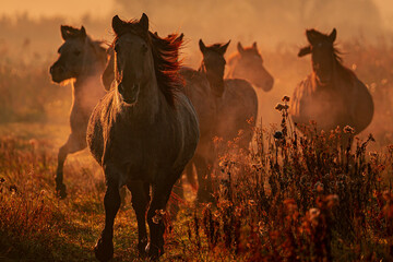 wild konik horses wich came running straight towards me © Bryan