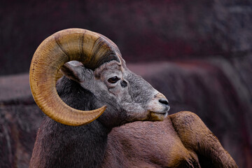 big hoorn sheep - mouflon