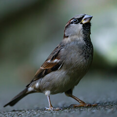 sparrow