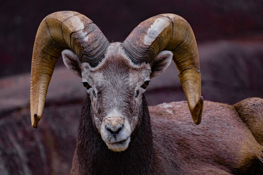 big hoorn sheep - mouflon