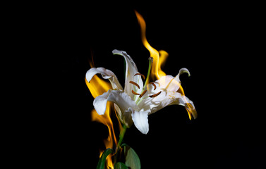 Lily on Fire