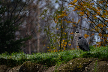 gray heron in beautiful surroundings