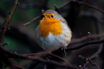 european robin sitting on a branch