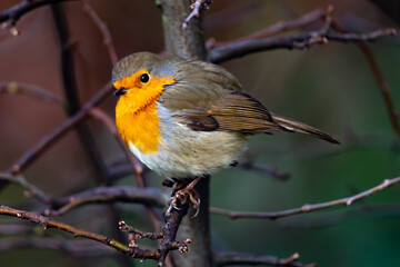 european robin sitting on a branch