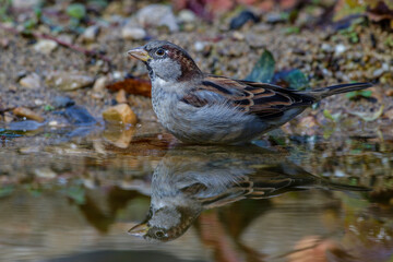 Haussperling (Passer domesticus) Männchen