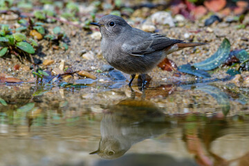 Hausrotschwanz (Phoenicurus ochruros)